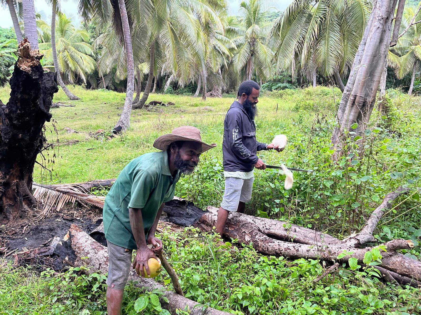 Local men harvesting coconuts